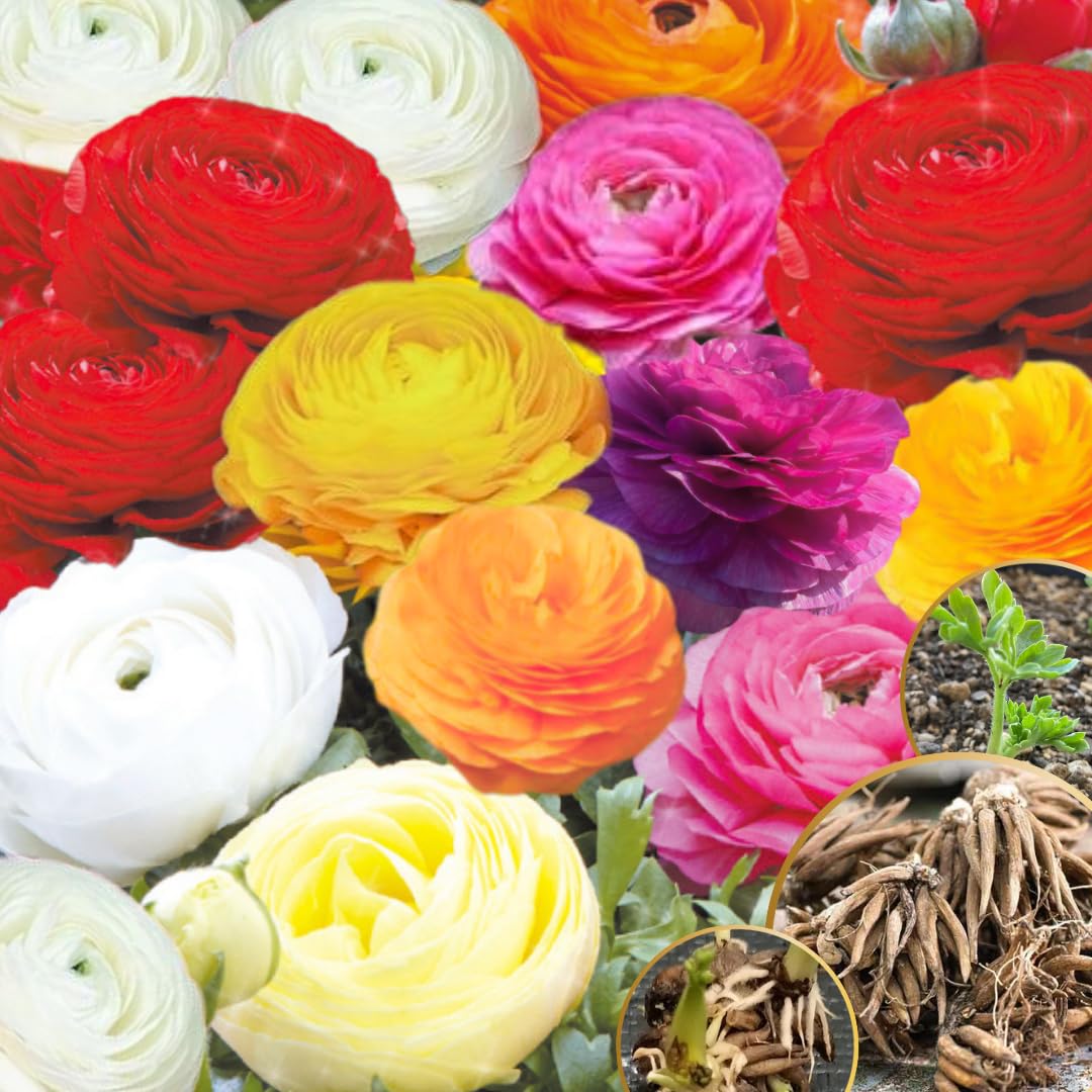 30 Ranunculus Bulbs for Planting, Ranunculus Corms, Butterfly Ranunculus Flowers Bulbs, Peony Buttercup Ranunculus for Spring Fall (Multicolor Ranunculus)