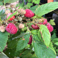 2 Caroline Red Raspberry Plants Live, Sweet Raspberry Bush 4-6 Inches Tall, Edible Fruit Tree for Outdoor Growing
