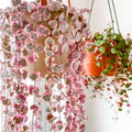 Variegated String of Hearts Plant Live, Trailing Succulent Plants 2.5 Inch Pot, Succulent Houseplants for Indoor Planting