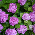 Hydrangea Live Plant in 2.5 Inc Pot, Hydrangea Tree Shrub Bush Perennial Outdoor Planting, Change Color Each Season (Pink Reblooming)