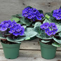 African Violet Plant, Live African Violet Flowers in 4'' Pot, Low-Maintenance Indoor Flowering Plant with Vibrant Blooms (Blue Blooms)