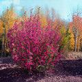 Live Currant Bush Plant Fast Growing, Ready Bear Fruit Within 1 Year - No NC, WV, NH, 6-14" Tall, Great for Backyard or Orchard Growing, Currant Plant (Blue)