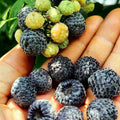 03 BlackBerry Bushes Plants Live, 4-6" in for Spring Planting, Outdoor Growing, High-yielding Blackberries Trees, (Random BlackBerry)