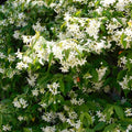 Star Jasmine Vine Plant, Hardy Star Jasmine Plant, 4 to 6 Inch Tall Fragrant Flower Vine Live Plant Indoor Outdoor Garden, Perennial Flower Plants for Growing