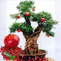 1 Year Old Pomegranate Tree Live Plant, Sweet Red Pomegranate Starter Size Seedling in 4" Pot, for Indoor Outdoor Spring Growing