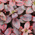 Red Polka Dot Plant Live, Polka Dot House Plant Grow in 3 Inches Pot