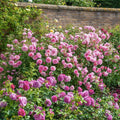 Pink Bloom Rose Bushes Shrubs Climbing Climber Live Plant, Pink Rose for Planting, Starter Size, 4 to 10 Inc Tall