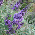 Butterfly Bush Plant, Fragrant Buddleia Shub, Spring-Flowering Butterfly Bush 5-8 Inches (Light Purple)