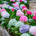 Blue Hydrangea Bush Live Plant, Cold Hardy Flowering Shrub, 1-1.5 Ft Tall