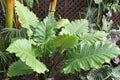 Alocasia Elephant Ear Plant Live 10 to 12 Inc Tall 3.5 Inc Pot, Hardy Elephant Ear Live Indoor Outdoor