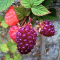 04 Raspberry Plants Live for Planting, Outdoor Spring Fast-Growing, 4-6" Sweet Berry Fruits Seedlings (Glencoe Thornless Raspberry)