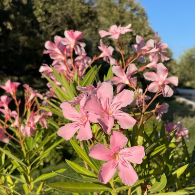 Pink Oleander Plant Live, Oleander Flowering Bush 4-8'' Tall, Shrub Live Plant for Indoor Outdoor Landscape