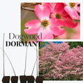 Pink Dogwood Tree Live Plant in 2.5" Pot, Well Rooted 6-12" Pink Flowering Dogwood Tree Plant Live, Dormant for Planting
