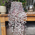 Ceropegia Woodii Variegated String of Hearts Live Plant, Rare Trailing Succulent Vine in 2.5" Pot, Indoor Hanging Plant