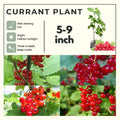 Red Currant Bush Live, Red Currant Plant Live 5-9 Inch Tall, Currant Berry Fruit Tree Well Rooted