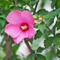 Rose of Sharon Plant, Hardy Althea Hibiscus Flowering Shrub in 4'' Pot, Outdoor Garden Starter Plant for Landscape or Hedge (Pink)
