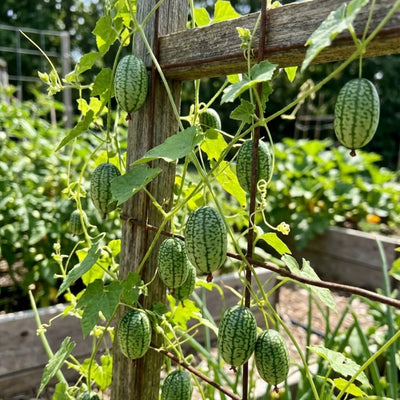 2 Cucamelon Plants Live, 4 Inches Pot, Live Cucamelon Plants from 3 to 5 Inches Long, Cucamelon Starter Plants, Cucamelon Live Plants for Garden, High Yield