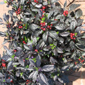 Black Hot Pepper Plant Live in 2.5 Inch Pot for Planting Outdoor