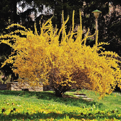 4 Lynwood Gold Forsythia Plants Live Bareroots, 12-18 Inch Tall, Yellow Forsythia Shrub Golden Bells