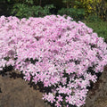 Pink White Creeping Phlox, Starter Phlox Live Plant, Well Rooted, Creeping Perennial Ground Cover