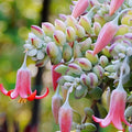Cotyledon Pendens Succulent Live Plant in 2 Inch Pot, Trailing Succulent Plant Live Houseplant Home Garden, Ornamental Succulent Live Plant