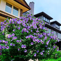 Blue Pink Hibiscus Plants Live 5-9" in Tall, Hardy Hibiscus Tree Live Plant Year-Round Blooming, No Pot, Outdoor Perennial Planting