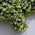 2 Blooming Jasmine Plants Live, Star Jasmine Live Plant, 5 to 7 Inc in Height, Climbing Jasmine Live Plant Outdoor or Indoor
