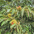 Chestnut Plant Live 6-12 Inches Tall, Chestnut Bareroot Tree
