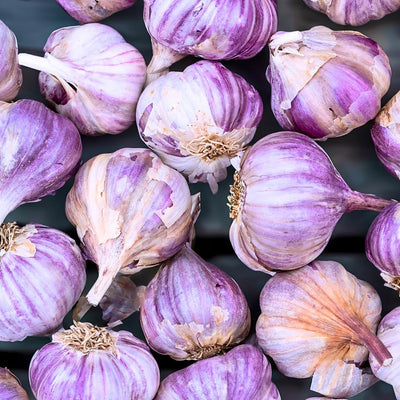 1 Pound Hard Neck Garlic for Planting in Fall, Purple Garlic Bulb for Planting, Fresh and High Yield, Cold Hardy, Planting Softneck Hardneck
