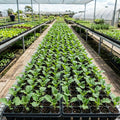 Kale Plant for Planting, Live Kale Plant in 4'’ Pot, Hardy Vegetable Seedling, 4-6 Inch Tall, Well-Rooted