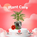 Red Coreopsis Plant Live, 3-5 Inch Tall, Hardy Red Tickseed Flower Plant, Flowering Perennial Garden and Patio, No Pot