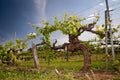 Red Grape Plant Live for Planting, Red Seedless Grape Vine Sweet Grape Fruits 1 to 2 Years Old, 5-9" Tall, No Pot