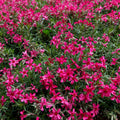Red Creeping Phlox Plant in Quart Pot, 3-6" Live Garden Phlox Plants, Pink Blooms, Perennial Groundcover