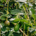 Dwarf Avocado Tree Plant Live, Patio Container Tree, 1-2 Ft Tall