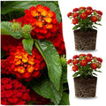 2 Red Lantana Plants Live Trees, Ready to Bloom, Hardy Long Blooming Seasons, Vibrant Colorful Perennial Fragrant, 5-10" in Tall, Full Sun Growing