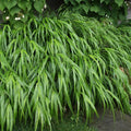 Live Japanese Forest Grass Plant, Hakonechloa Macra Plant, Live Ornamental Grass Plant, Hakonechloa Live Plant, Live Perennial Hakonechloa Grass for Outdoor Garden