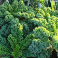 Kale Plant for Planting, Live Kale Plant in 4'’ Pot, Hardy Vegetable Seedling, 4-6 Inch Tall, Well-Rooted