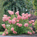 Live Hydrangea Paniculata Plant, Flower Hydrangea Starter Plant in 2.5 Inches Pot, Appx 6 to 8 Inches Tall