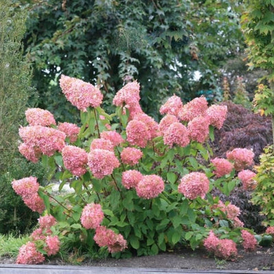 Live Hydrangea Paniculata Plant, Flower Hydrangea Starter Plant in 2.5 Inches Pot, Appx 6 to 8 Inches Tall
