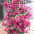 Deep Pink Climbing Rose Live Plant, Can Grow As Rose Bushes Shrubs, Fragrant Ready to Plant, Starter Size, 5 to 10 Inc Tall, Dormant in Winter