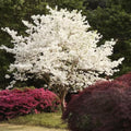 White Dogwood Tree Live Plant, Dormant in Winter for Planting, Cold Hardy, in Quart Pot, 6-12 Inc Tall