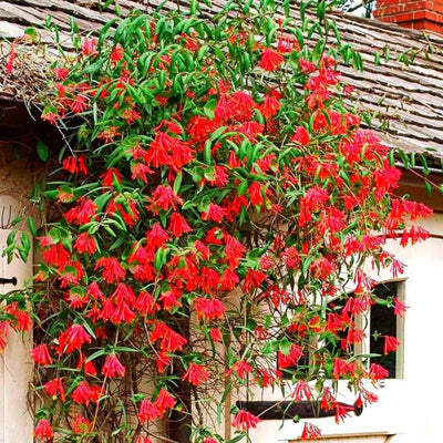 Honeysuckle Plant Live for Planting, Lonicera Honeysuckle Vine, Very Hardy, in 2.5 Inc Pot, Fragrant Red Bloom