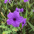 4 Mexican Petunia Live Plants 4–7 Inches Tall, Mexican Petunia Flowering Plants for Borders, Beds or Landscape (Blue Purple)