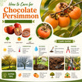 Persimmon Tree Plant Live, 1-2 Ft Tall