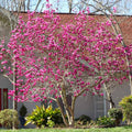 Jane Magnolia Tree Live Plant, Magnolia Plant Live 6 to 12 Inches Tall, in 2.5 Inches Pot, Pink Magnolia Bush Fragrant Magnolia Flowers
