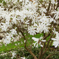 Star Magnolia Tree Live Plant, Magnolia Plant Live, 6 to 9 Inc Tall, Shrub Flower Plant for Garden Indoors Outdoors,