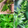 2 Epazote Plants Live for Planting, 4 Inch Pots, Herb Plants Great for Home Garden