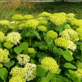 Cold Hardy Hydrangea Live Plant Tree, 5"-10" Hydrangea Bush Live Shrub Starter Plants, Dormant in Winter, Green to White Color Blooms