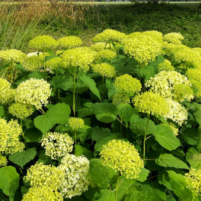 Cold Hardy Hydrangea Live Plant Tree, 5"-10" Hydrangea Bush Live Shrub Starter Plants, Dormant in Winter, Green to White Color Blooms