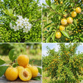 Yellow Plum Tree Live Plant, Fruit Tree Plant, 2-3 Ft Tall